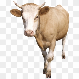 Cow Png50555 - Корова Пнг, Transparent Png - cattle png