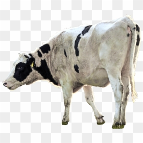 Cow Cut Out Png, Transparent Png - cattle png