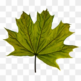 Maple Leaf, HD Png Download - maple png