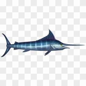 Marlin Are A Common Fish That Can Be Found At The Bottom - Swordfish, HD Png Download - swordfish png