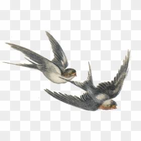 Thumb Image - Vintage Bird Transparent Background, HD Png Download - humming bird png