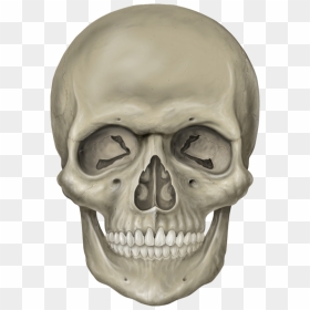 Thumb Image - Skull Head, HD Png Download - skull face png