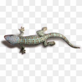 Geckos Transparent Png - Gecko Transparent Background, Png Download - gecko png