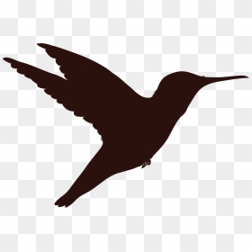 Hummingbird, HD Png Download - humming bird png