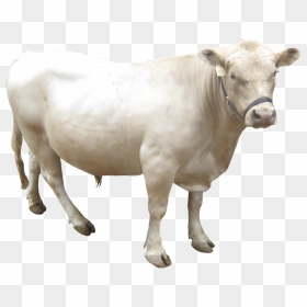 Thumb Image - Dairy Cow, HD Png Download - cattle png