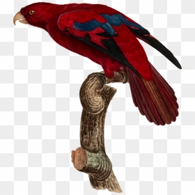 Macaw,parrot,bird - Parrots, HD Png Download - red bird png