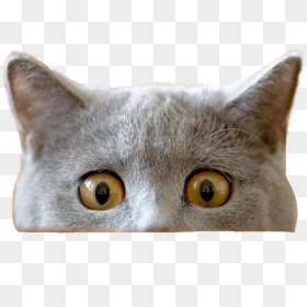 Cat Peeking Transparent Png , Png Download - Funny Cat Transparent Background, Png Download - peeking png