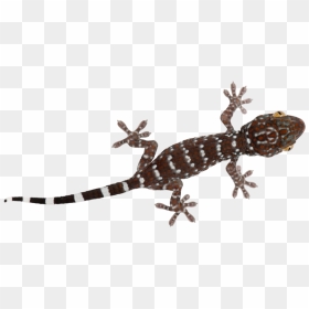 Turkish Gecko , Png Download - Turkish Gecko, Transparent Png - gecko png