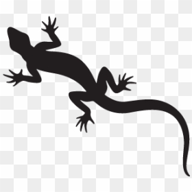 Gecko Lizard New Zealand Fantail Silhouette - Silhouette Transparent ...