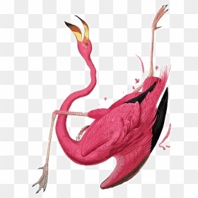 2015 Logo Bird - Walton Ford Flamingo, HD Png Download - red bird png