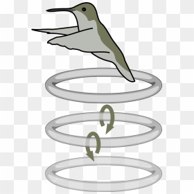 Hummingbird Flight Patterns, HD Png Download - humming bird png