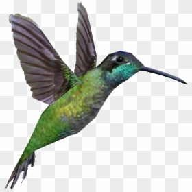 Rivoli"s Hummingbird , Png Download - Rivoli's Hummingbird, Transparent Png - humming bird png