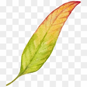 A Long Leaf Free Download Ai Files - Maple, HD Png Download - maple png
