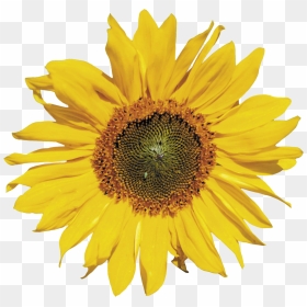 Sunflower Png - Subflower Transparent Background Png, Png Download - sun flower png
