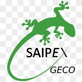 Green Gecko Lizard Vector Clipart Image - Portable Network Graphics, HD Png Download - gecko png