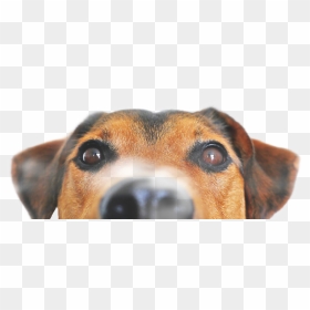 #freetoedit - Peeking Pet Png Hd, Transparent Png - peeking png