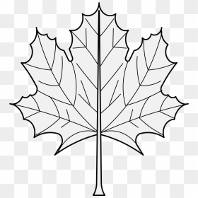 Maple Leaf, HD Png Download - maple png