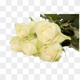 Athena - Garden Roses, HD Png Download - athena png