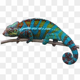 Chameleon Transparent, HD Png Download - gecko png