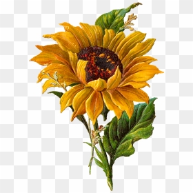 Clipart Sun Vintage, Clipart Sun Vintage Transparent - Van Gogh Sunflowers Png, Png Download - sun flower png