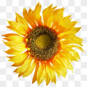 Sunflower Png Free Download - Sunflower Clip Art, Transparent Png - sun flower png
