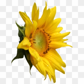 Sunflower Png Image, Transparent Png - sun flower png