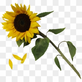 Sunflower Png - Aesthetic Sunflower Png, Transparent Png - sun flower png