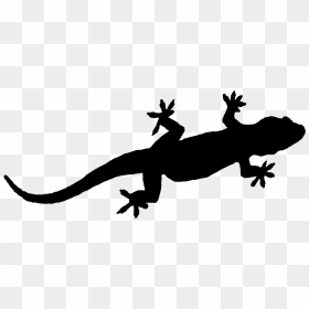 Gecko, HD Png Download - gecko png