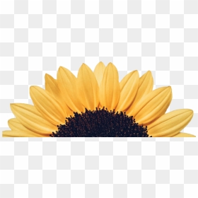 Sunflower-detailed - Shubhashita Good Morning Quotes In Kannada, HD Png Download - sun flower png