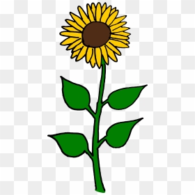Common Sunflower Sunflower Seed Helianthus Giganteus - Clipart Sunflower Stem, HD Png Download - sun flower png