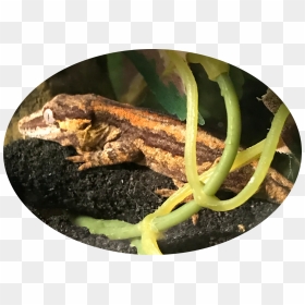 Teeny Dragons - Gecko, HD Png Download - gecko png