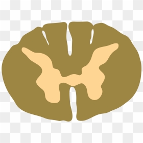 Spinal Cord , Png Download - Unlabeled Cross Section Of Spinal Cord, Transparent Png - spinal cord png