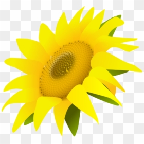 Sunflower Png Free Download - Side View Sunflower Transparent, Png Download - sun flower png