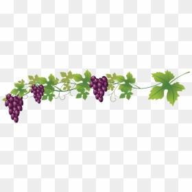 Wine Common Grape Vine Royalty - Wine Grapes Clip Art, HD Png Download - grapevine png
