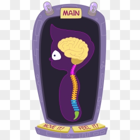 The Spinal Cord Has Levels - Cartoon Spine And Brain, HD Png Download - spinal cord png