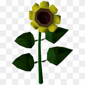 Runescape Flowers, HD Png Download - sun flower png