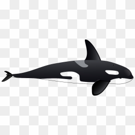 Orca Whale Full Body, HD Png Download - sea life png