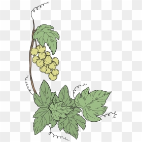 Grapevine Clipart - Illustration, HD Png Download - grapevine png