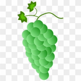 Plant,grape,grapevine Family - Color Grapes Images Green, HD Png Download - grapevine png