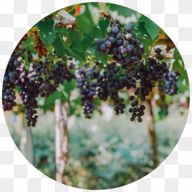 Transparent Grape Vine Png - Weinstock Mit Reben, Png Download - grapevine png