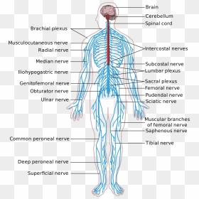 Peripheral Nervous System, HD Png Download - spinal cord png