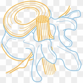 Spine Clipart Spinal Cord, HD Png Download - spinal cord png