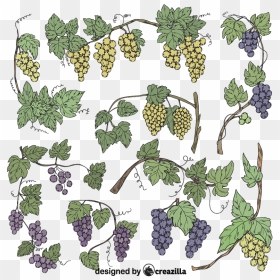 Set Of Grapevine Vector - Seedless Fruit, HD Png Download - grapevine png