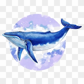 Blue Whale Watercolor, HD Png Download - sea life png