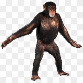 Transparent Chimpanzee Png, Png Download - chimp png