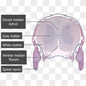 Microscope Image Of The Spinal Cord Segment Showing - Spinal Cord Cross Section Microscope, HD Png Download - spinal cord png