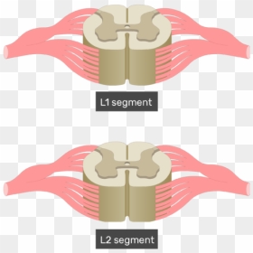 Cross Section Of The Spinal Cord Showing 2 Lumbar Segments, - Spinal Cord Cross Section Unlabeled, HD Png Download - spinal cord png