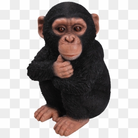 Rl Baby Chimpanzee F - Chimpanzee Transparent Background Gif, HD Png Download - chimp png