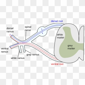 Spinal Cord Cross Section Ramus, HD Png Download - spinal cord png