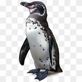 Emperor Penguin, HD Png Download - penguins png